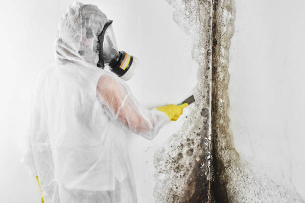 Best Toxic Mold Removal  in Pine Grove, CA