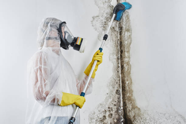 Best Mold Damage Repair  in Pine Grove, CA
