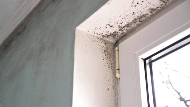 Best Crawl Space Mold Removal  in Pine Grove, CA