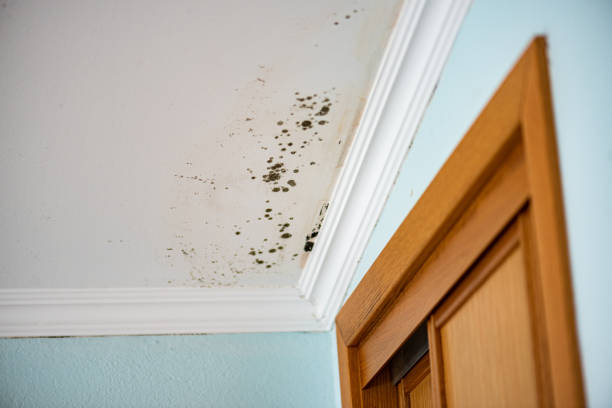 Mold Testing and Removal in Pine Grove, CA