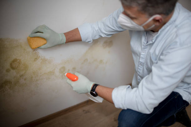 Best Black Mold Removal  in Pine Grove, CA