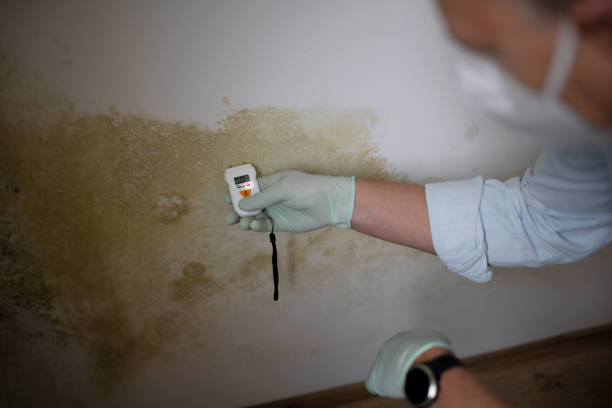 Best Commercial Mold Removal  in Pine Grove, CA