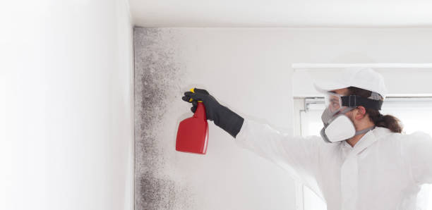 Best Mold Removal and Inspection  in Pine Grove, CA