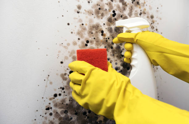 Mold Removal and Inspection in Pine Grove, CA