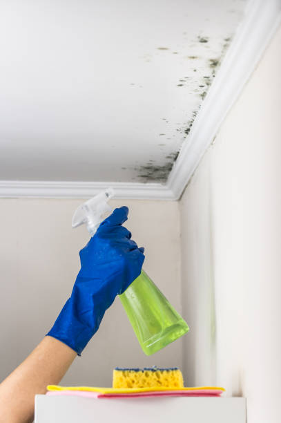 Best Home Mold Removal  in Pine Grove, CA